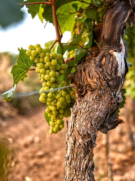 agence communication culinaire vins & spiritueux